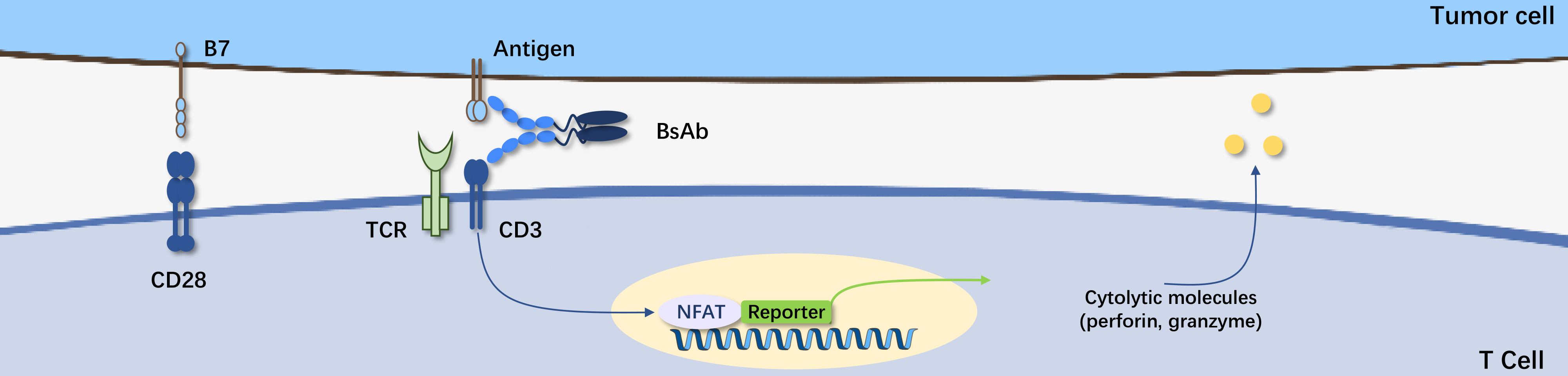 T Cell Acitivation-2.png