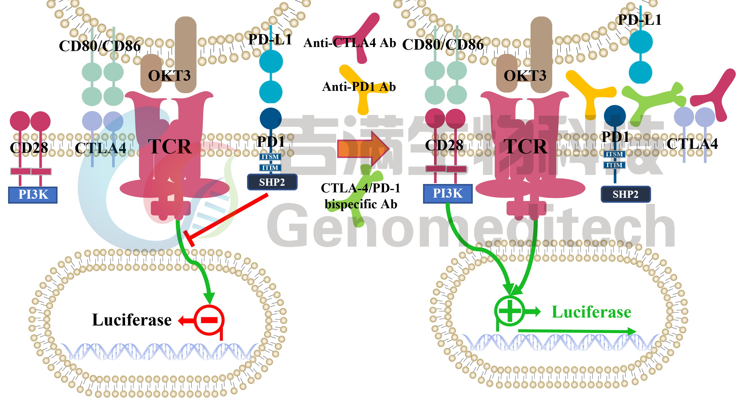 CTLA-4 PD-1信号通路.png