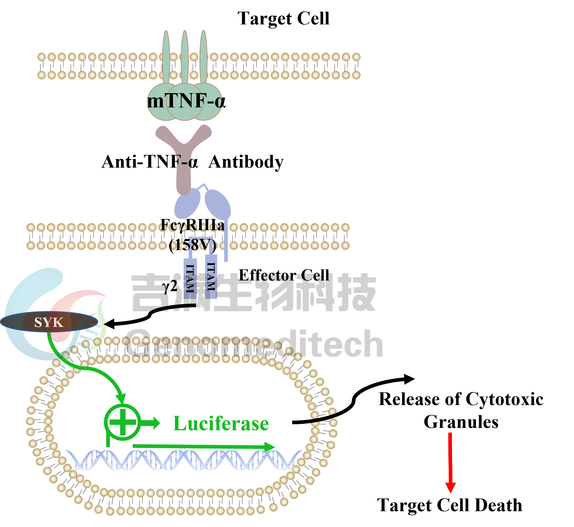 信号通路图.png