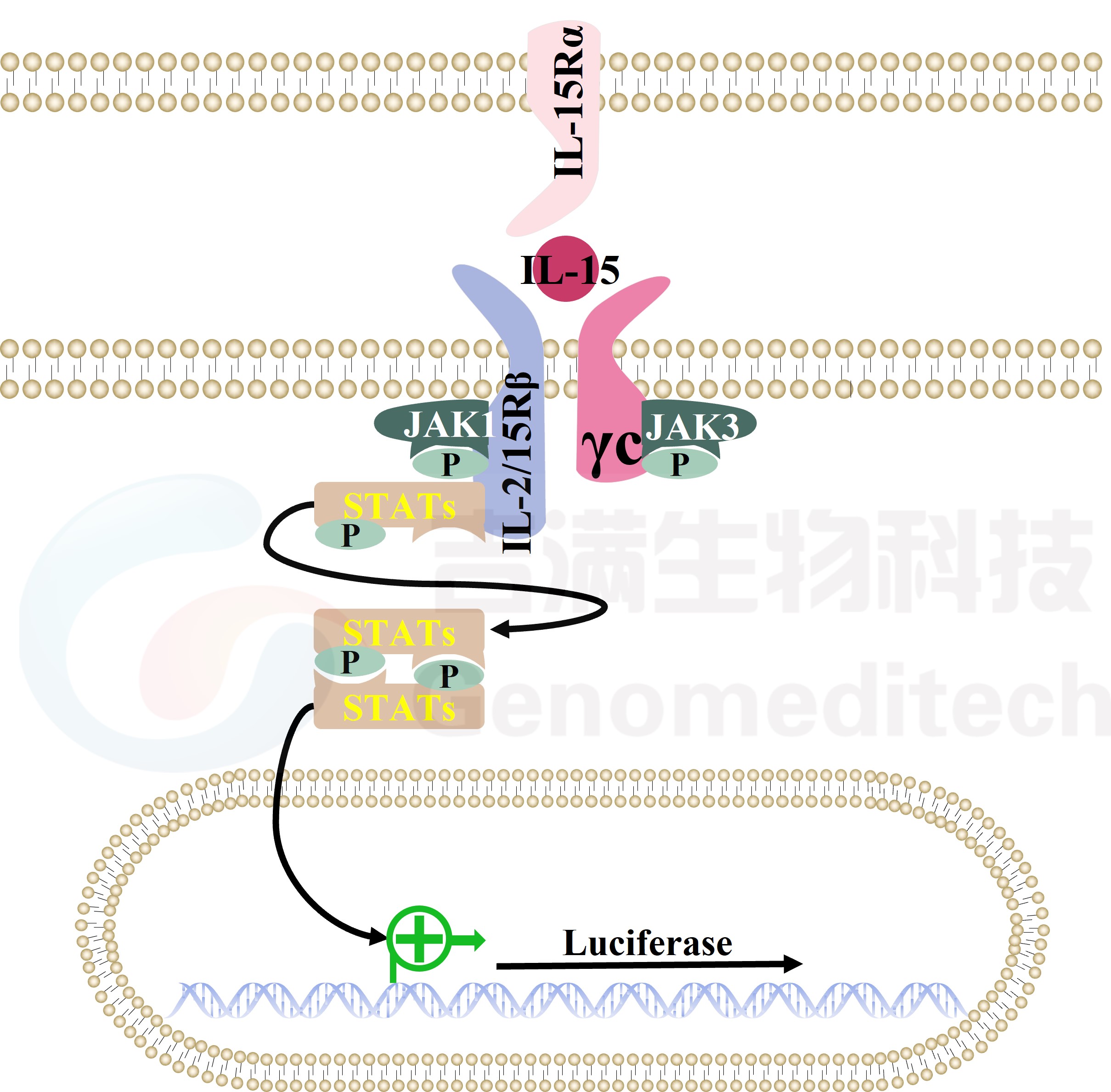 GM-C25386 示意图.jpg