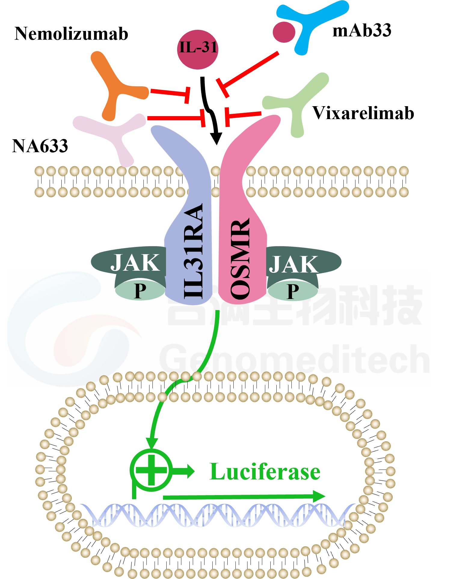 H_IL-31信号通路图.png