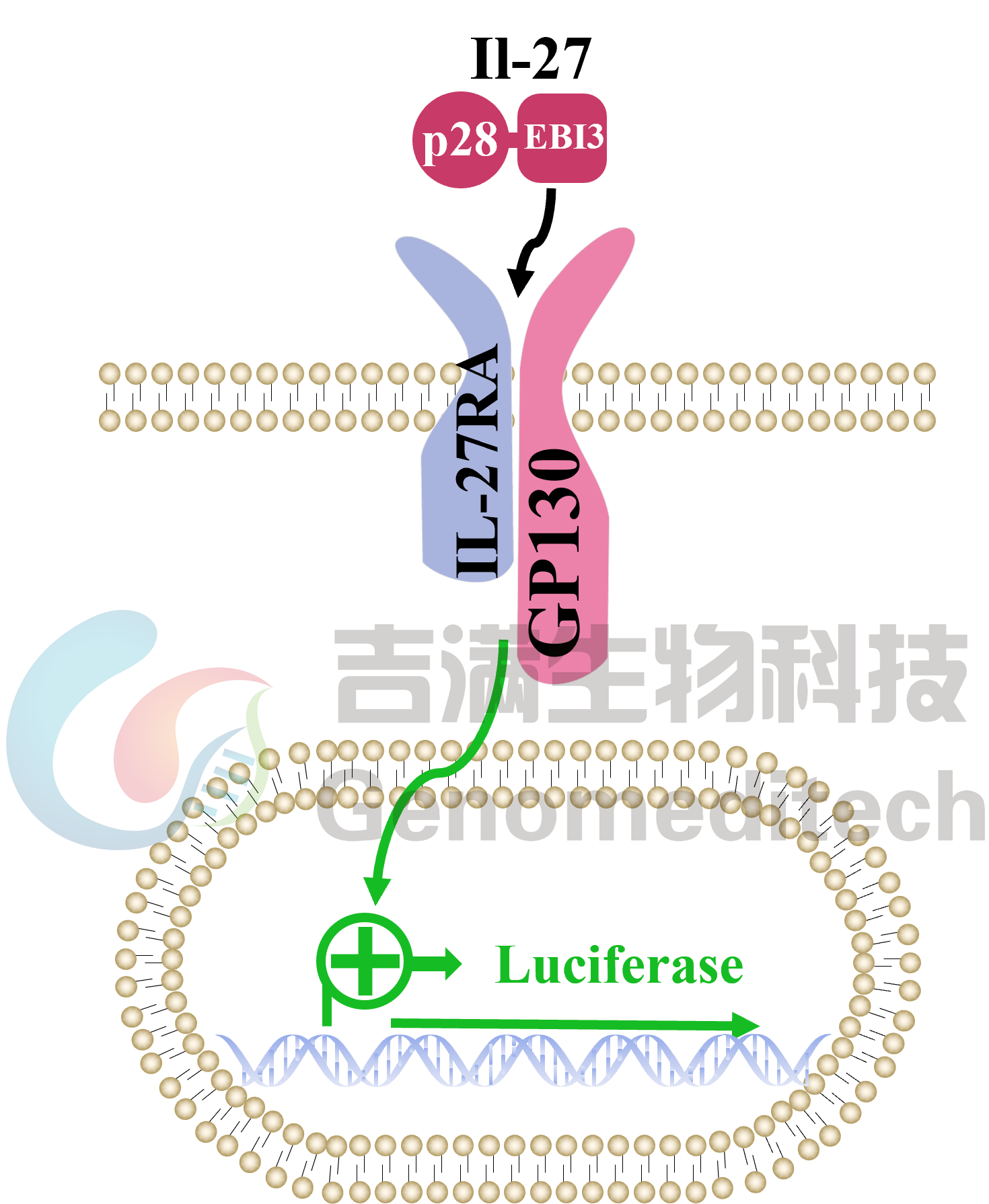 GM-C24822信号通路图.png