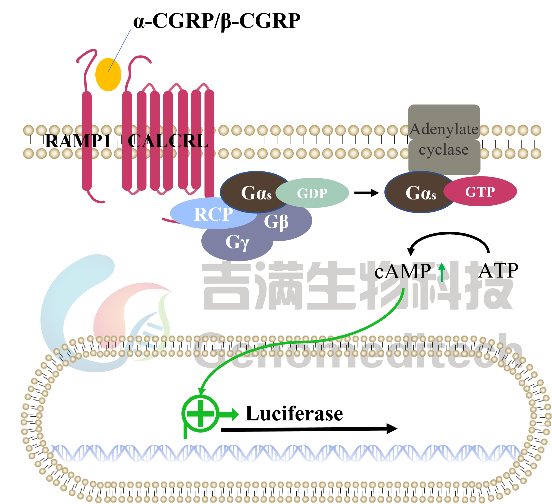 CALCA(CGRP)：CALCRL RAMP信号通路图.png