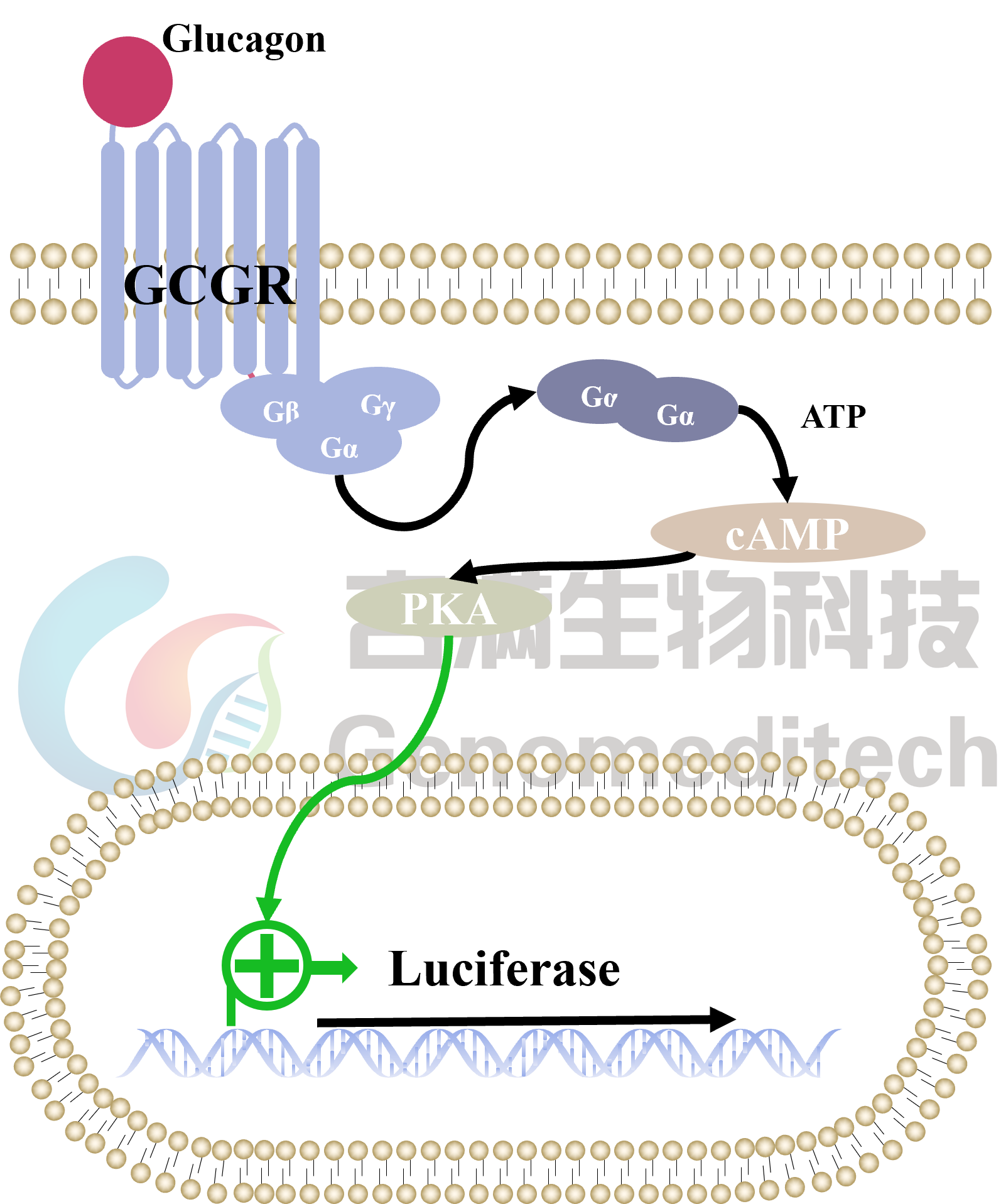 GCGR信号通路图.png