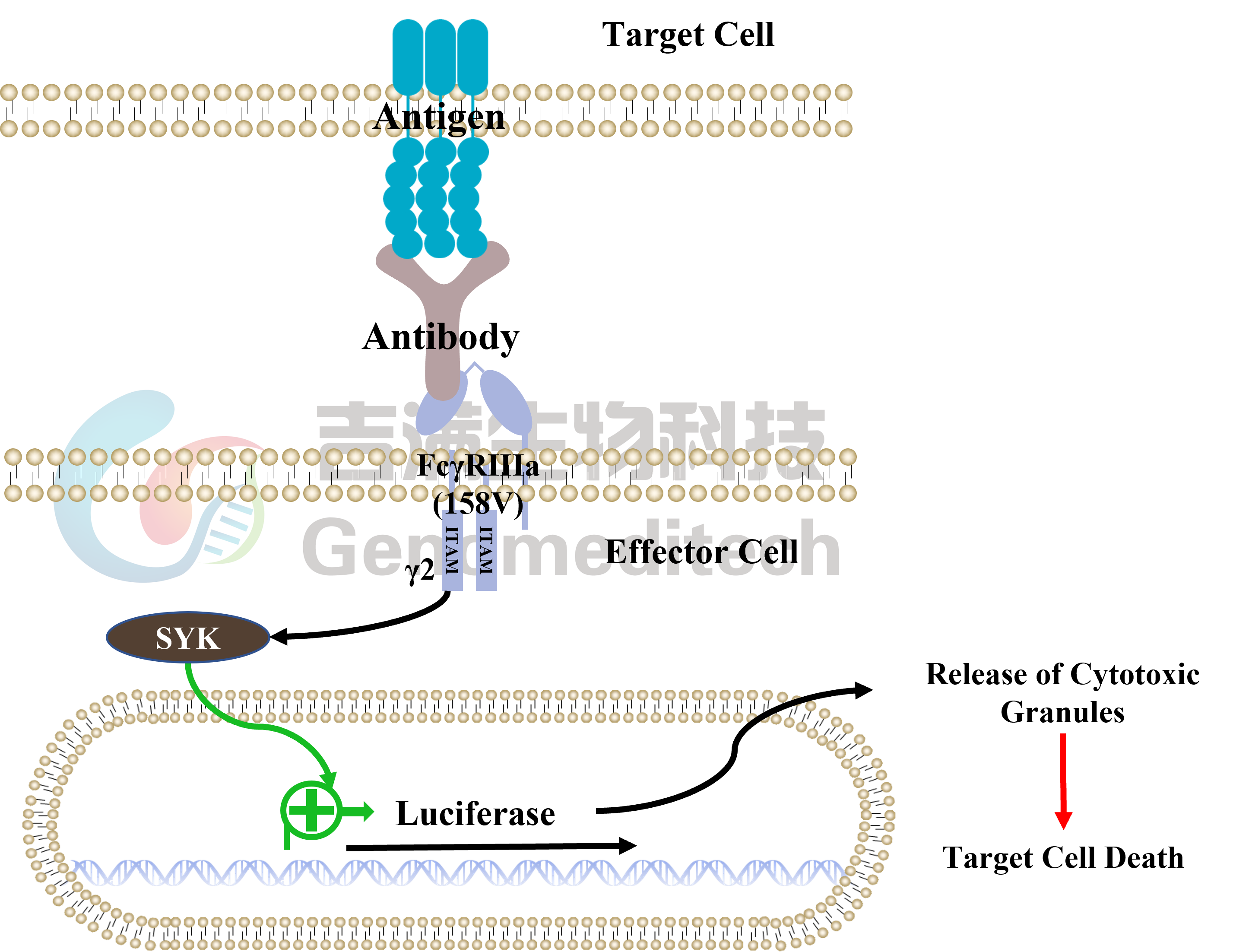 GM-C26024信号通路图.png