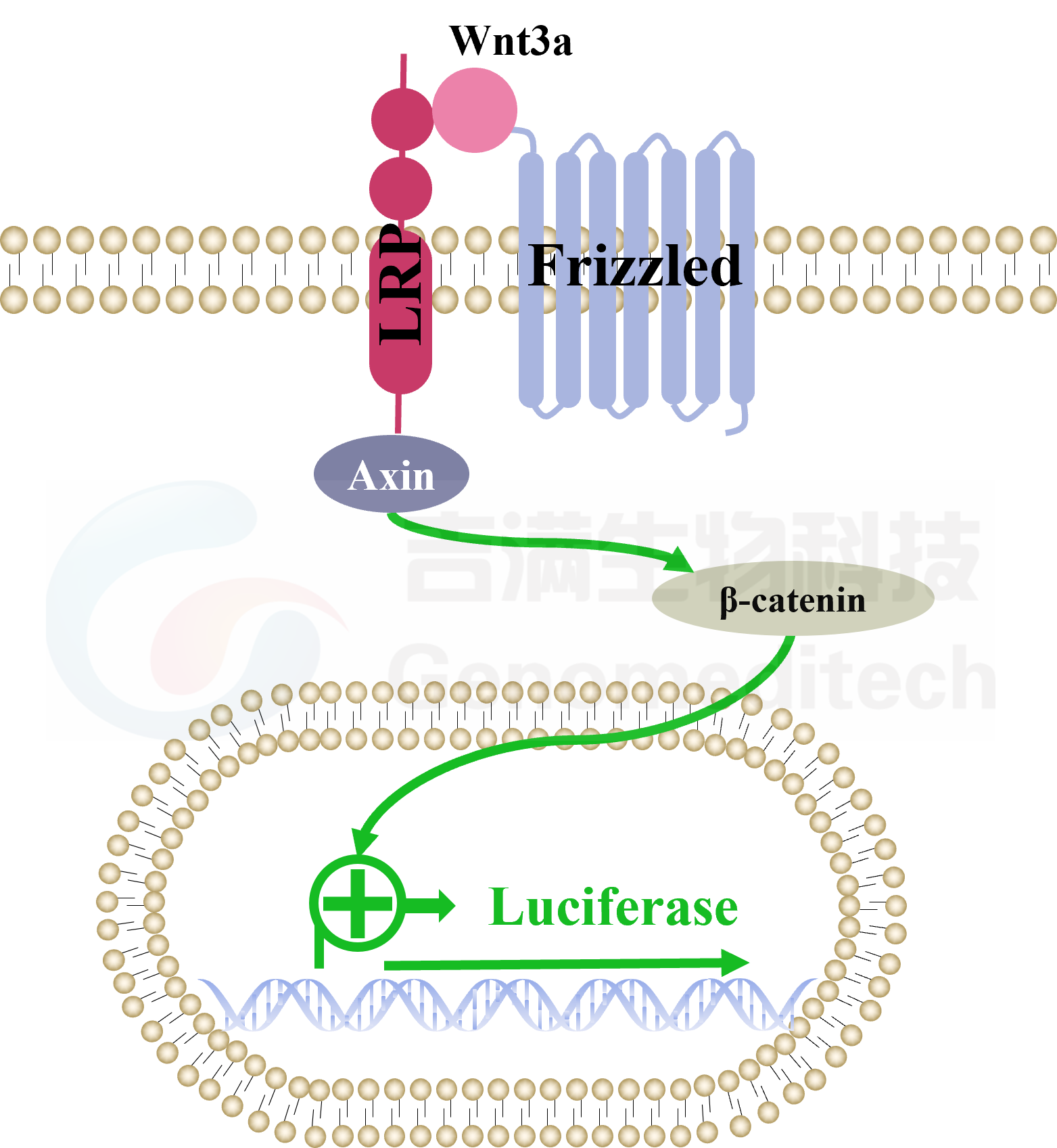 吉满生物科技上海有限公司