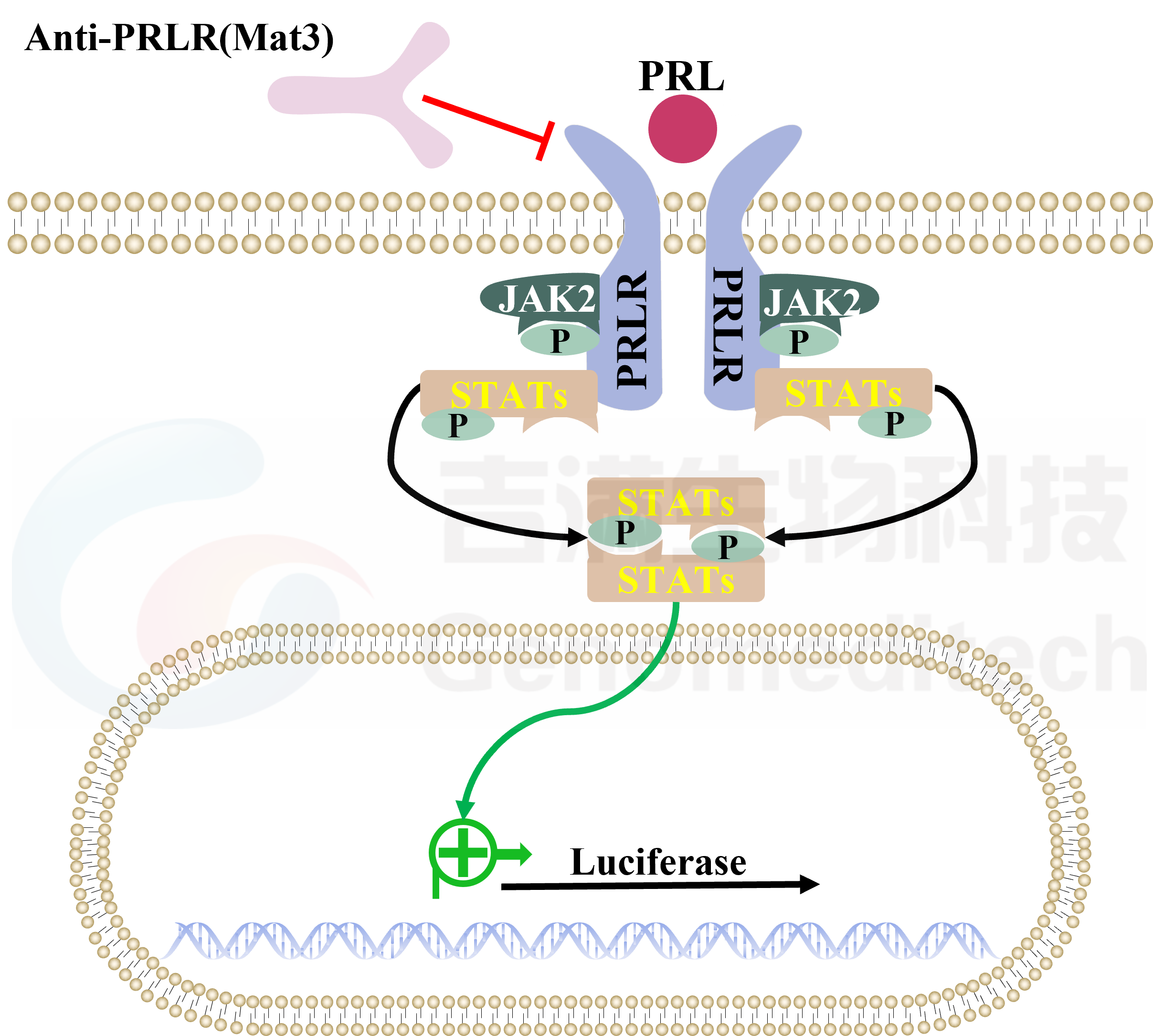 吉满生物科技（上海）有限公司